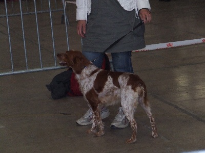 du Vallon des Maures - Participation à l'Exposition Canine Nationale de Beziers