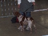  - Participation à l'Exposition Canine Nationale de Beziers