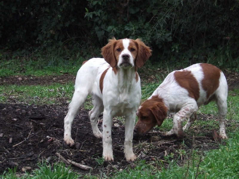 Chiots restés à l'élevage