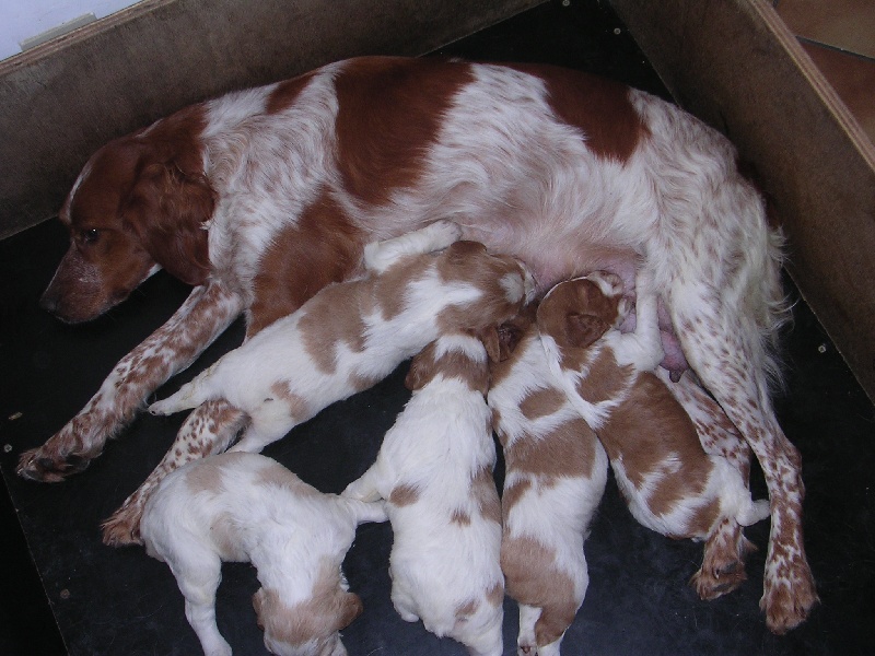 Livret de famille Alba et Cali - Juin 2008
