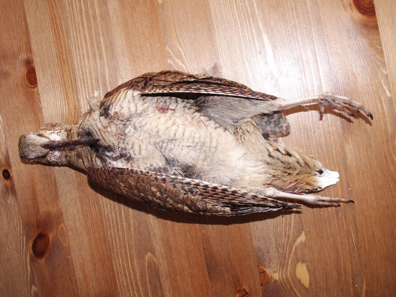 Chasse, bécasse, ballade, randonnée...