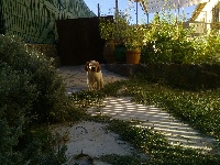 CHIOT