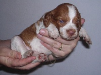 Dixie